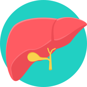 liver illustration