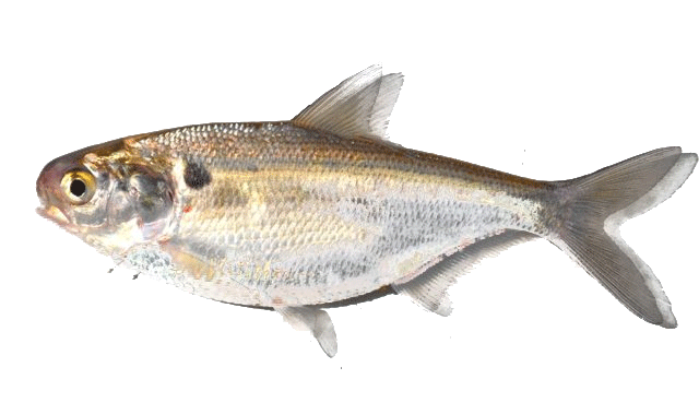 gizzard-shad