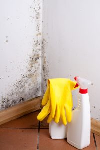 Information about Mold – Official Website of Arlington County