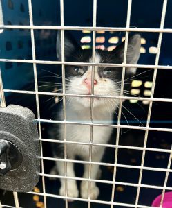 Rabid kitten in animal travel box