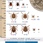 image of various types of ticks