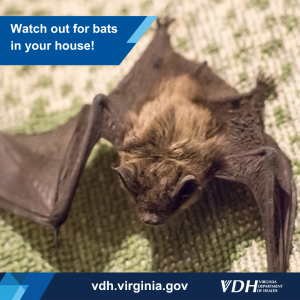 Watch out for bats in your house