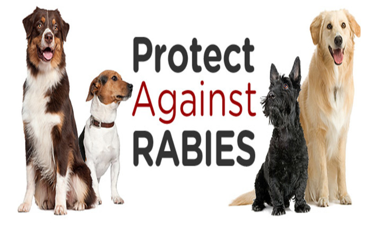how can you prevent rabies in dogs